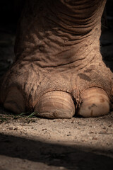 elephant foot - 730432822
