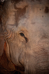 close up of a elephant - 730432824