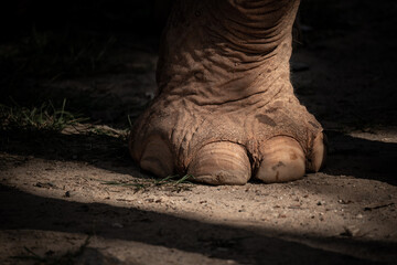 elephant foot - 730432828