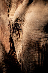 elephant close up - 730432831