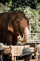 elephant eating - 730432839