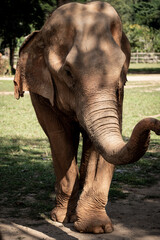elephants playing - 730432844
