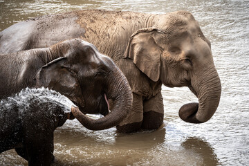 elephants playing
