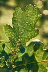 Close up of oak leaf in sunlight. High quality photo - 730433203