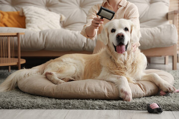 Woman brushing Labrador dog in pet bed at home