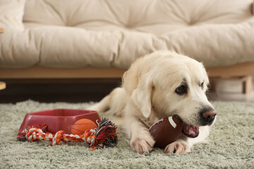 Cute Labrador dog chewing ball on carpet at home