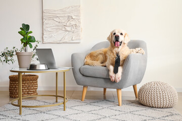 Cute Labrador dog with necktie lying in armchair at home