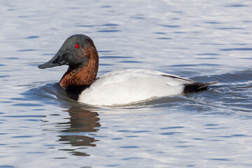 Canvasback Duck Breeding Male. Palo Alto Baylands, Santa Clara County, California, USA.