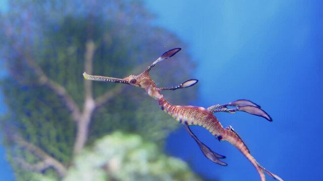 Sea horse swims in blue water of aquarium, closeup