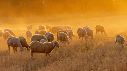 flock of sheep in a field