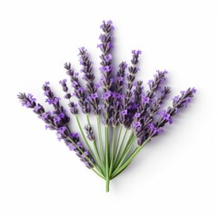 Lavender triangle isolated on white background