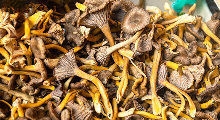Fresh mushrooms in the foreground, vivid textures and tempting colors in a marketplace