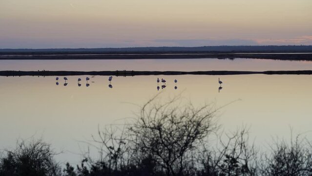 Flamencos en las marismas de Odiel en Huelva, Andaluc&iacute;a, Espa&ntilde;a. Febrero de 2024.