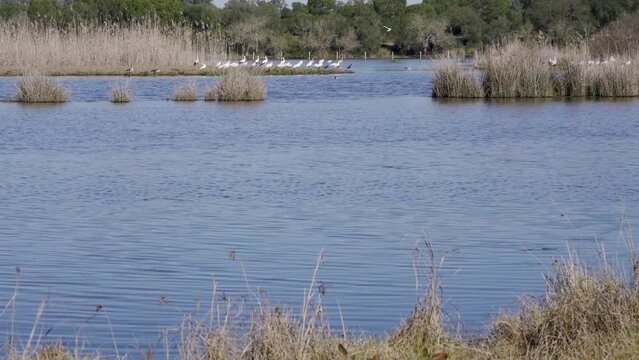 Aves en el Parque Natural de Do&ntilde;ana, Huelva, Andaluc&iacute;a, Espa&ntilde;a. Abril de 2024.