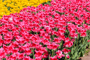 Flowerbed of pink and yellow tulips in the park at spring