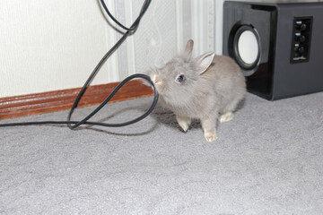 The little rabbit is playing and chewing on the power cable. baby rabbit looking at the camera