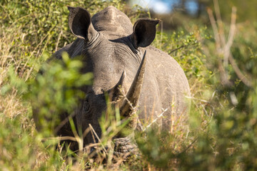 A magnificent white rhino on full alert while concealing its formidable bulk in the African...