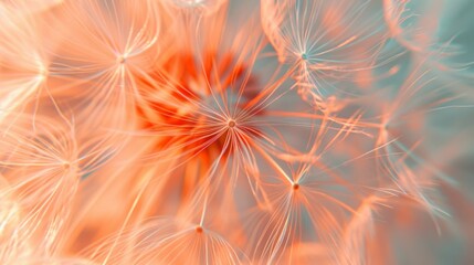 Dandelion fluff with trendy pastel Peach colors. Abstract fashionable background. Concept of delicate beautiful backdrop, serene and calmness, warm orange hue, natures patterns, dandelion seeds