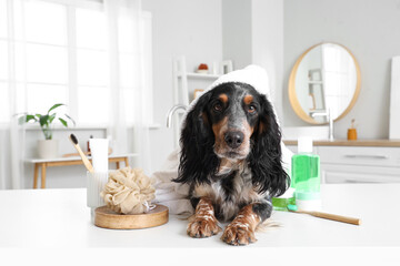 Cute cocker spaniel with shower supplies on table in bathroom