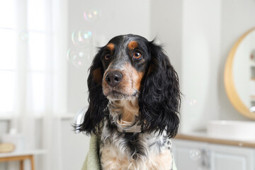 Cute cocker spaniel and soap bubbles in bathroom, closeup