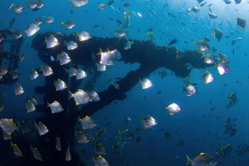 Fototapeta na wymiar School of diamondfish at the wreck of HMAS Brisbane