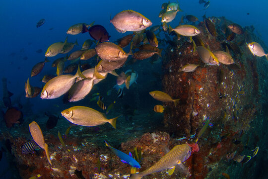 Fish Gathered At The Deck Of HMAS Brisbane Wreck