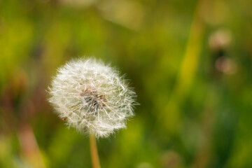 dandelion in the grass