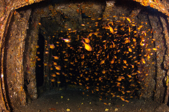 School Of Bullseye Inside The Wreck On HMAS Brisbane