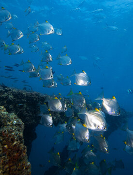 A School Of Diamond Fish At The Mast Of HMAS Brisbane Wreck