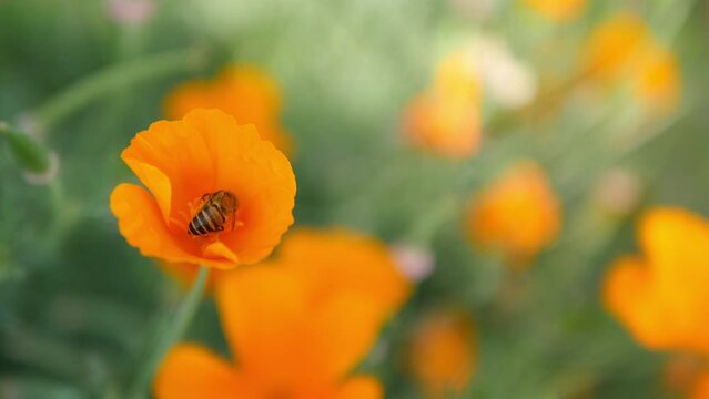 flying bee in golden poppy garden footage, california poppy, eschscholzia californica flower and foliage closeup horizontal