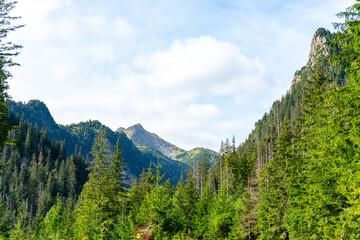 mountain view forest landscape Poland Zakopane © Андрей Трубицын