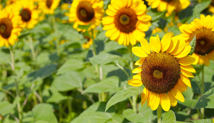 Obraz premium Blooming sunflower fields. Beautiful yellow flower