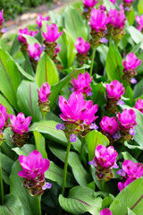 Pink flower of curcuma sessilis gage plant