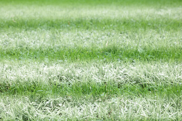 Green grass with white markings, closeup view