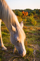 Wild ponies at sunset in New Forest, Hampshire, UK