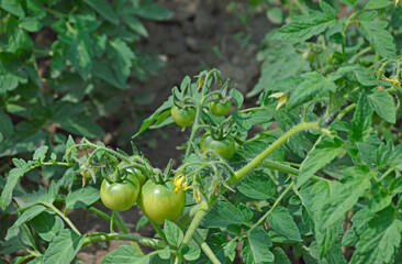 green tomatoes ripen on a branch of a bush in the summer garden. beautiful tomatoes ripen in the summer, under the rays of the warm sun. food security, environmental concern. growing vegetables