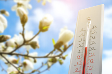Thermometer and blossoming magnolia tree against blue sky, low angle view. Temperature in spring