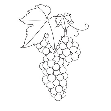Bunch of grapes. Vine. Vector line drawing on white or transparent background. Grapevine. Cluster of grapes