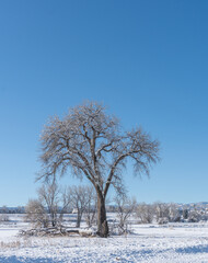 Big Leafless Cottonwood Tree Against a Snowy Landscape with Blue Sky