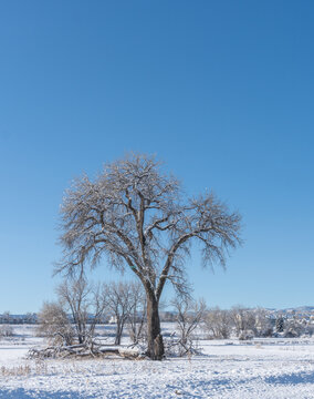 Big Leafless Cottonwood Tree Against a Snowy Landscape with Blue Sky