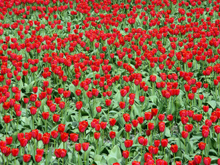 A field of red Dutch tulips in The Netherlands
