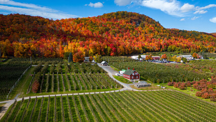 Verger de pomme en Automne 