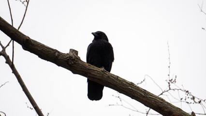 crow on a branch