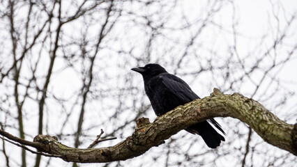 crow on a branch