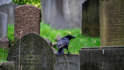 crow on a grave