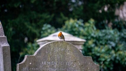 bird on the grave stone