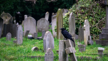 crow on the grave stone