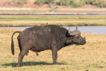 Obraz premium African Buffalo with Red-billed Oxpeckers searching for insects on the beast