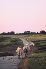 Sheep standing on top of a dike in northern Germany. High quality photo - 730450296