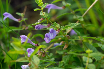 Purple bloom of Marsh skullcap flowers growing in the wild.